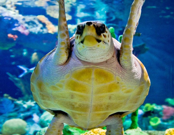 oceanario